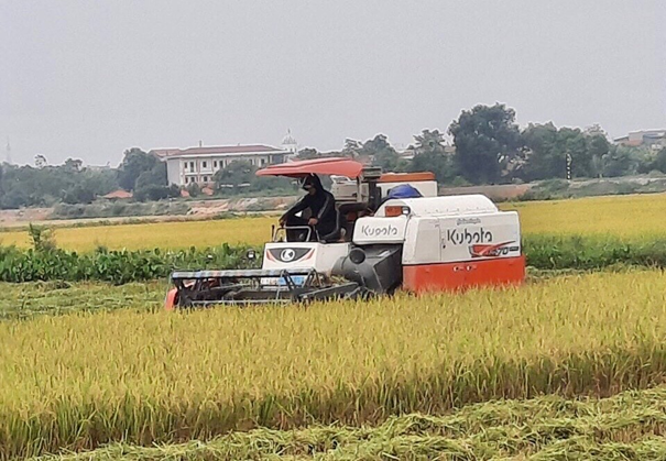 Toàn huyện đã cơ bản thu hoạch xong lúa mùa
