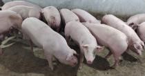 Công bố hết bệnh “Dịch tả lợn Châu Phi” trên địa bàn xã Ninh Giang